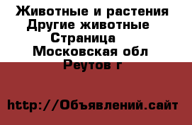 Животные и растения Другие животные - Страница 2 . Московская обл.,Реутов г.